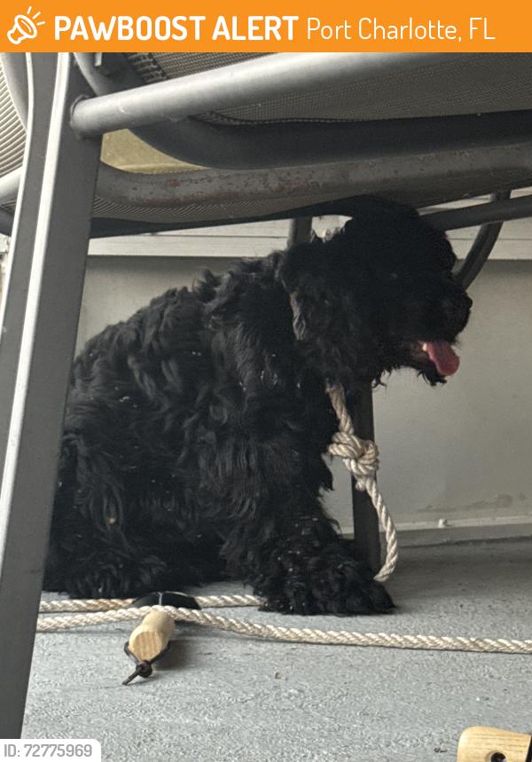 Found/Stray Unknown Dog last seen Near midway, Port Charlotte, FL 33952