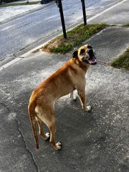 Found/Stray Male Dog last seen castlebury lane and Danbury lane , Calera, AL 35040