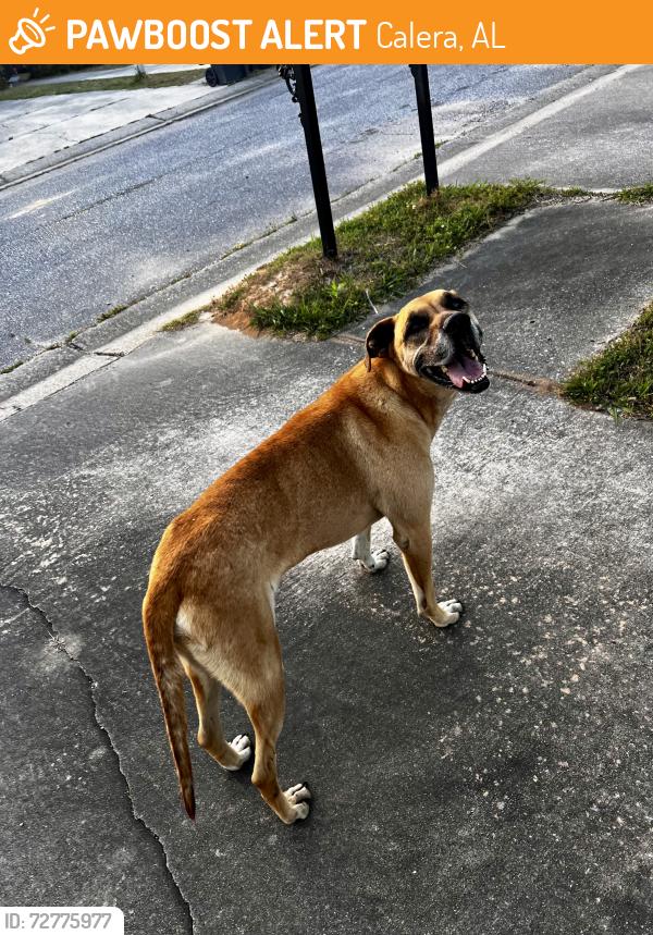 Found/Stray Male Dog last seen castlebury lane and Danbury lane , Calera, AL 35040