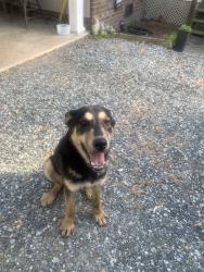 Found/Stray Male Dog last seen Hwy 62, Caswell County, NC 27217