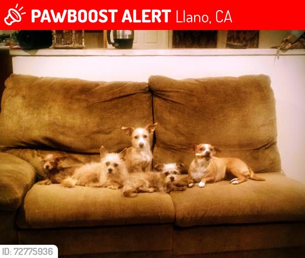Lost Female Dog last seen 170th Street East, Llano, CA 93544