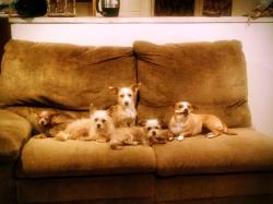 Lost Female Dog last seen 170th Street East, Llano, CA 93544
