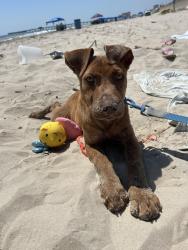 Lost Female Dog last seen santa fe , Santa Fe, TX 77510