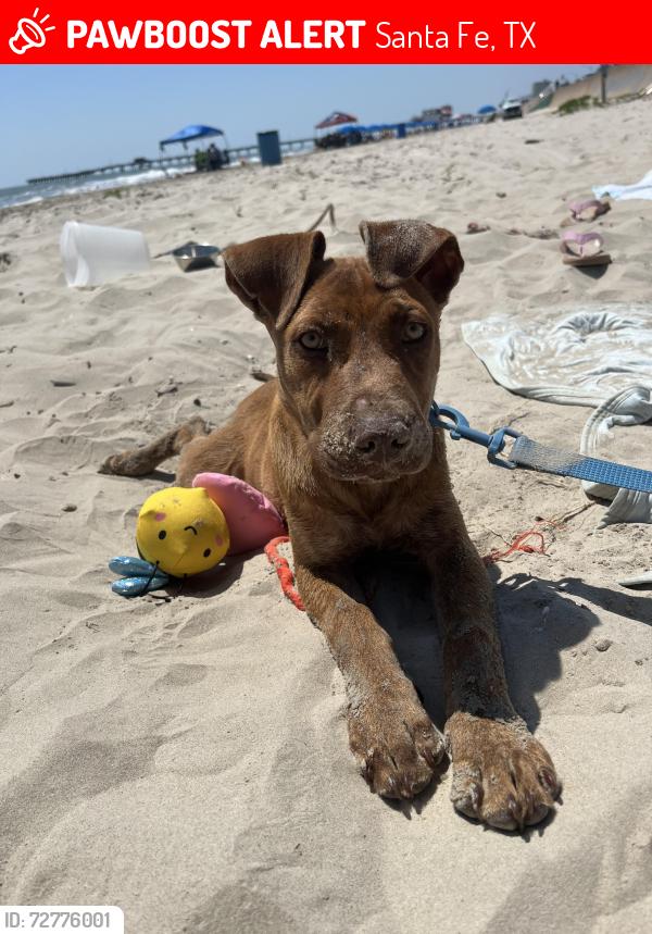 Lost Female Dog last seen santa fe , Santa Fe, TX 77510