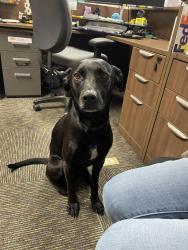 Found/Stray Male Dog last seen 5th Street, Sacramento, CA 95811