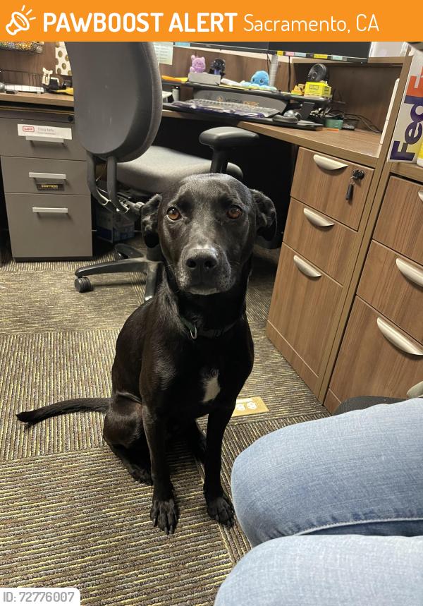 Found/Stray Male Dog last seen 5th Street, Sacramento, CA 95811