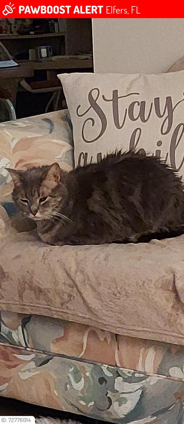 Lost Male Cat last seen Mockingbird and myna bird Drive Madison Street area, Elfers, FL 34652