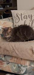 Lost Male Cat last seen Mockingbird and myna bird Drive Madison Street area, Elfers, FL 34652