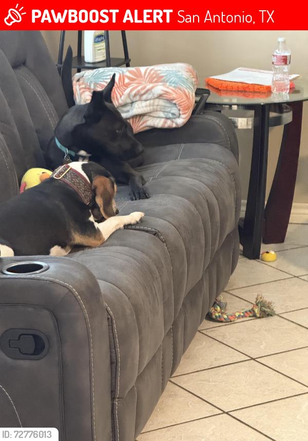 Lost Female Dog last seen Granite Springs , San Antonio, TX 78258