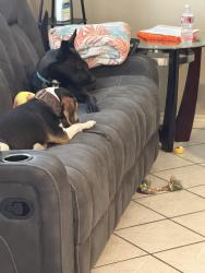 Lost Female Dog last seen Granite Springs , San Antonio, TX 78258