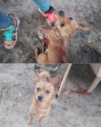 Lost Male Dog last seen Atlantic blvd and Southside service rd by the circle k, Jacksonville, FL 32246