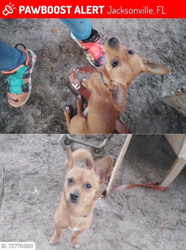 Lost Male Dog last seen Atlantic blvd and Southside service rd by the circle k, Jacksonville, FL 32246