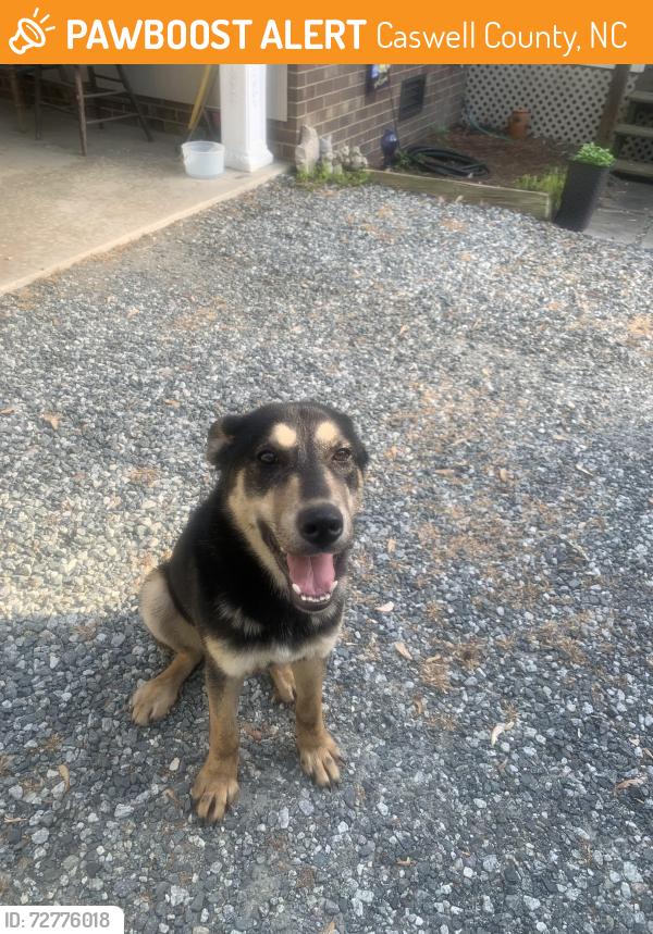 Found/Stray Male Dog last seen Vinson Rd and Hwy 62, Caswell County, NC 27217