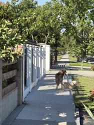Found/Stray Unknown Dog last seen Headed Toward Fransiquito, West Puente Valley, CA 91746