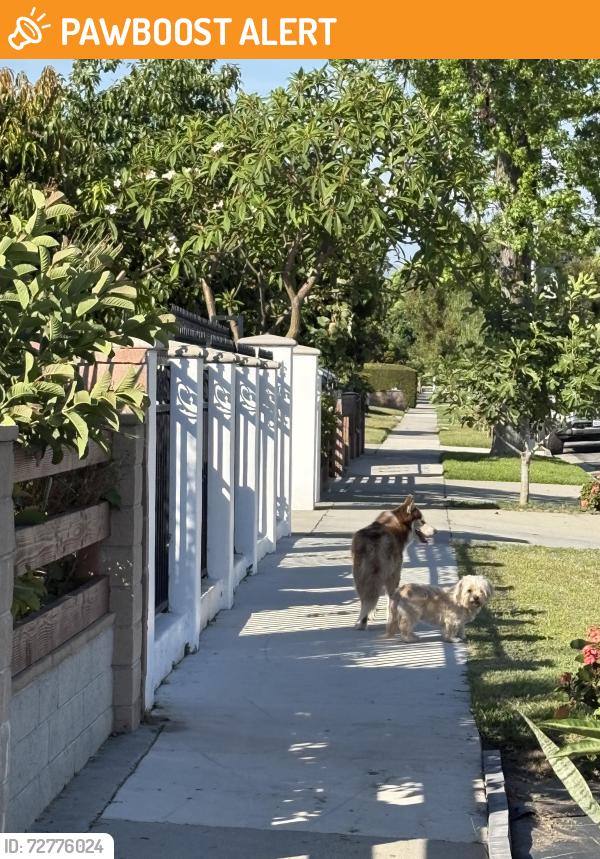 Found/Stray Unknown Dog last seen Headed Toward Fransiquito, West Puente Valley, CA 91746