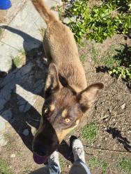 Found/Stray Male Dog last seen Isabel and seymour, Los Angeles, CA 90065