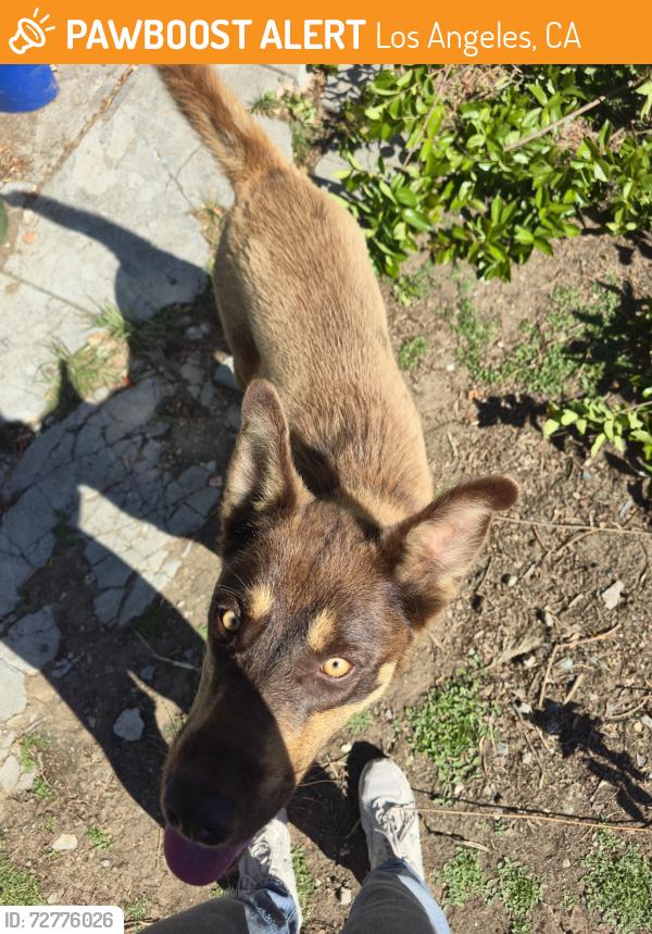 Found/Stray Male Dog last seen Isabel and seymour, Los Angeles, CA 90065