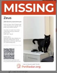 Lost Male Cat last seen 92ns street, Queens, NY 11369