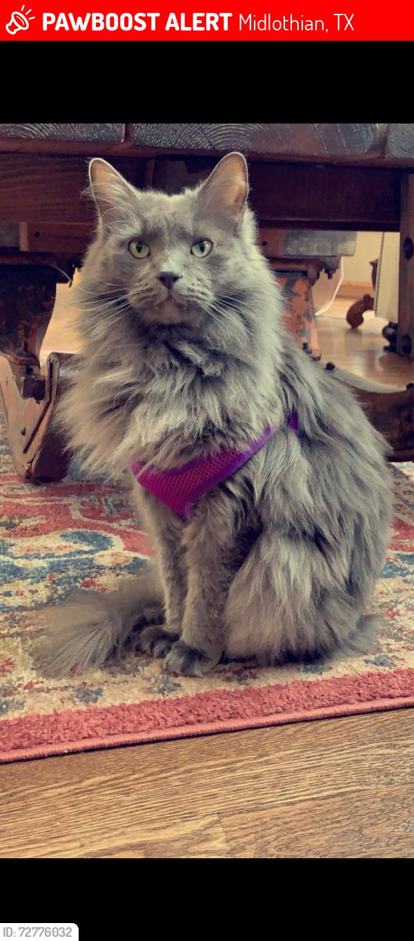 Lost Male Cat last seen Brooke blvd , Midlothian, TX 76065