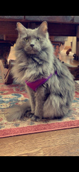 Lost Male Cat last seen Brooke blvd , Midlothian, TX 76065