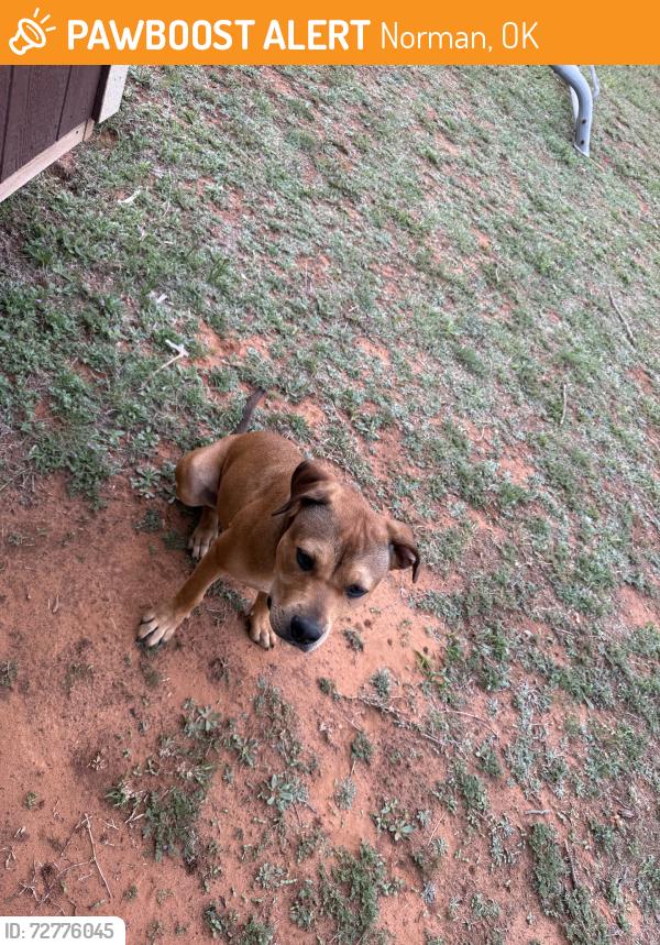 Found/Stray Female Dog last seen Franklin Rd, Norman, OK 73026