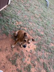 Found/Stray Female Dog last seen Franklin Rd, Norman, OK 73026