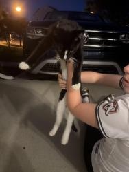 Found/Stray Unknown Cat last seen All American steak hse, Baltimore, MD 21234