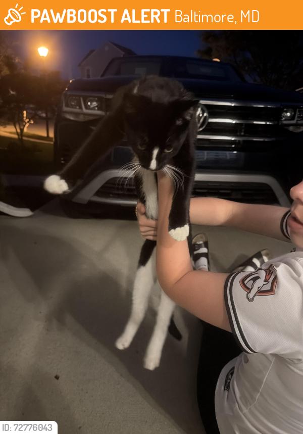Found/Stray Unknown Cat last seen All American steak hse, Baltimore, MD 21234