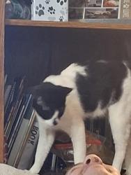 Lost Female Cat last seen Barbershop Dr, Eastover, NC 28312