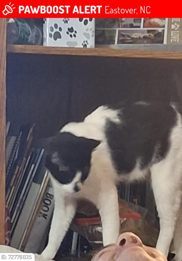 Lost Female Cat last seen Barbershop Dr, Eastover, NC 28312