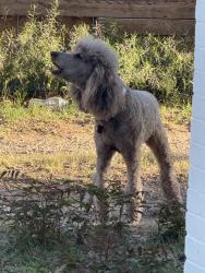 Found/Stray Female Dog last seen Flint and Elgin, Near Burrito tower, Lubbock, TX 79413