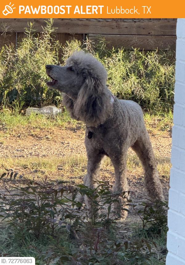 Found/Stray Female Dog last seen Flint and Elgin, Near Burrito tower, Lubbock, TX 79413