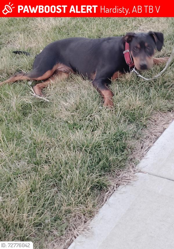 Lost Male Dog last seen Newton Ave, Kansas City, MO 64127
