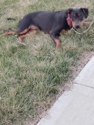 Lost Male Dog last seen Newton Ave, Kansas City, MO 64127