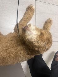 Found/Stray Unknown Dog last seen Carpenter brown, Oakley, CA 94561
