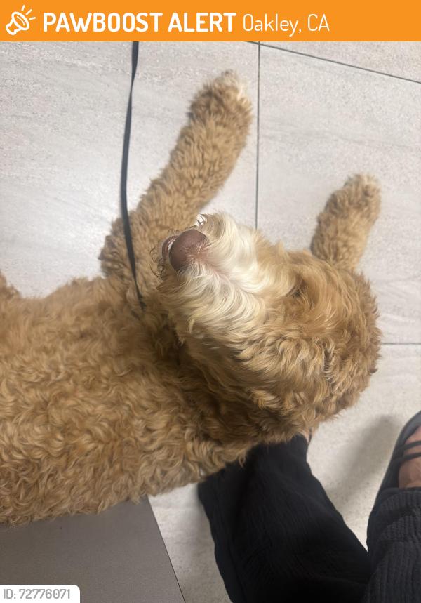Found/Stray Unknown Dog last seen Carpenter brown, Oakley, CA 94561