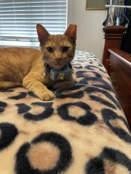Lost Male Cat last seen Melrose/Annie/Judson , Olmos Park, TX 78212