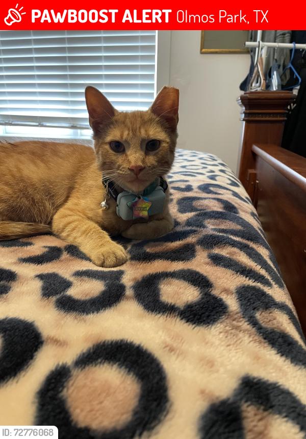 Lost Male Cat last seen Melrose/Annie/Judson , Olmos Park, TX 78212