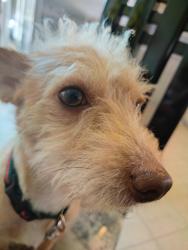 Lost Unknown Dog last seen Near Cypress St Lomita CA , Lomita, CA 90717