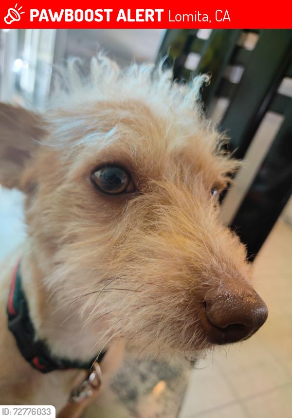 Lost Unknown Dog last seen Near Cypress St Lomita CA , Lomita, CA 90717
