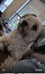 Lost Female Dog last seen Inspiration and 3 mile , Mission, TX 78573