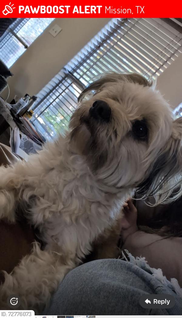 Lost Female Dog last seen Inspiration and 3 mile , Mission, TX 78573