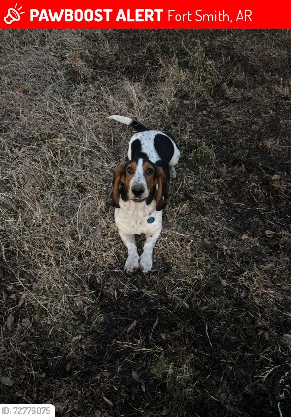 Lost Female Dog last seen Near south Greenwood ave, Fort Smith, Ar 72901, Fort Smith, AR 72901