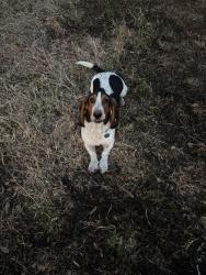 Lost Female Dog last seen Near south Greenwood ave, Fort Smith, Ar 72901, Fort Smith, AR 72901