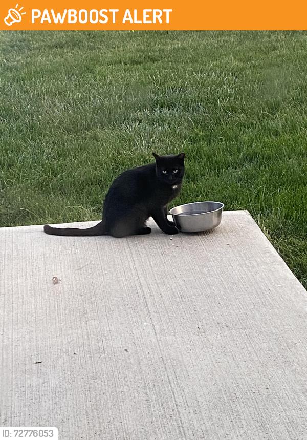 Found/Stray Unknown Cat last seen Rutgers Drive and Temple court, Bethlehem Township, PA 18020