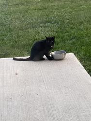 Found/Stray Unknown Cat last seen Rutgers Drive and Temple court, Bethlehem Township, PA 18020