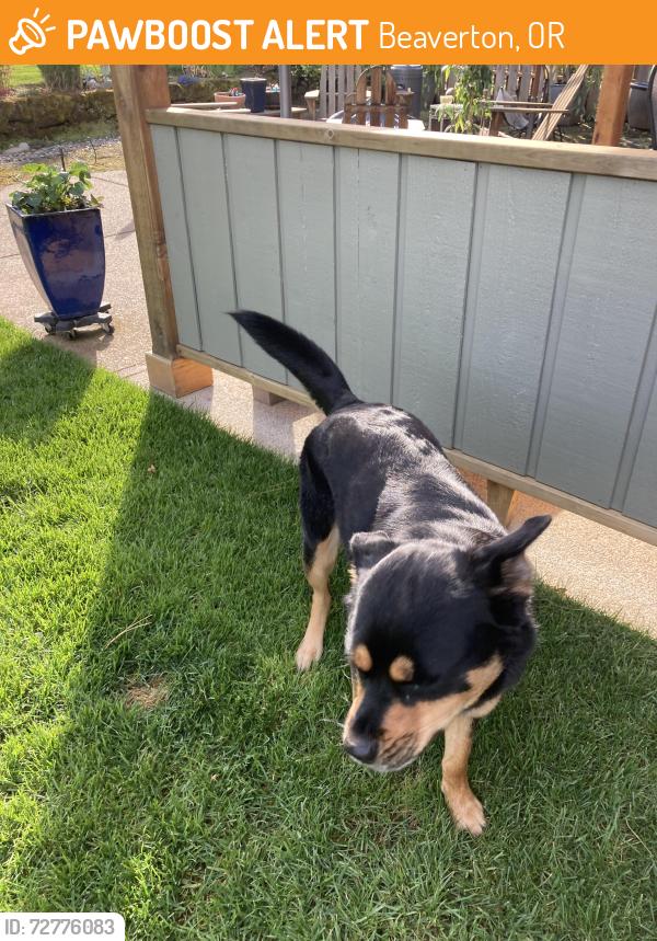 Found/Stray Female Dog last seen Elm Ave & Pinehurst - Beaverton, OR, Beaverton, OR 97005