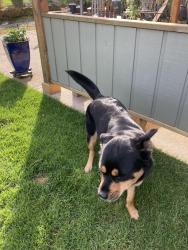 Found/Stray Female Dog last seen Elm Ave & Pinehurst - Beaverton, OR, Beaverton, OR 97005