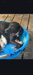 Lost Female Dog last seen Garden Street , Jacksonville, FL 32219