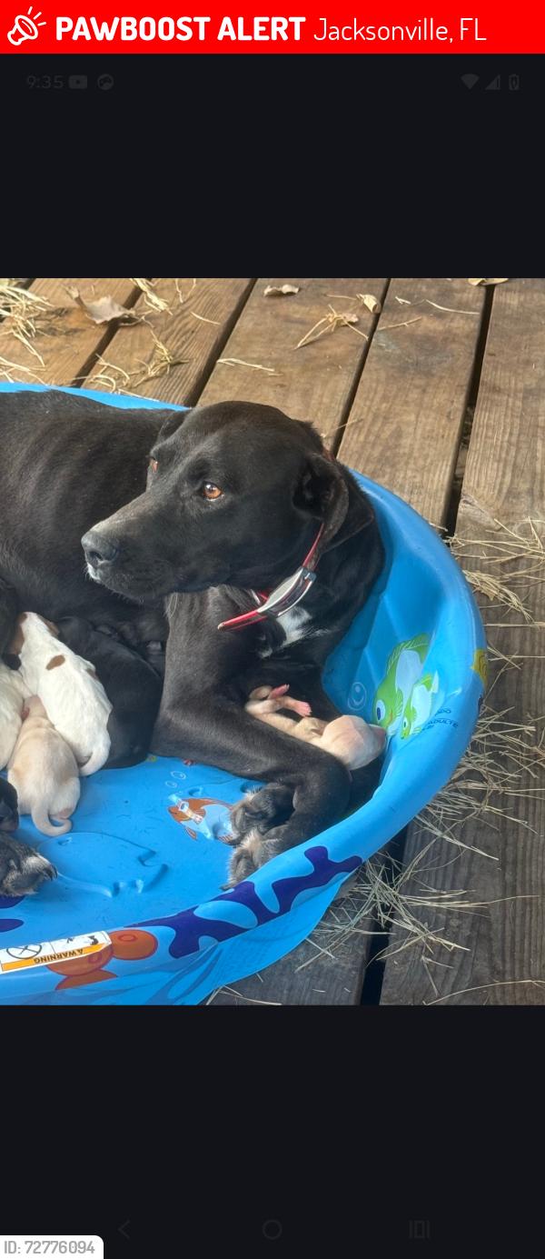 Lost Female Dog last seen Garden Street , Jacksonville, FL 32219